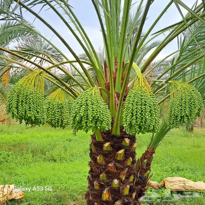 نخيل وشبوك 0