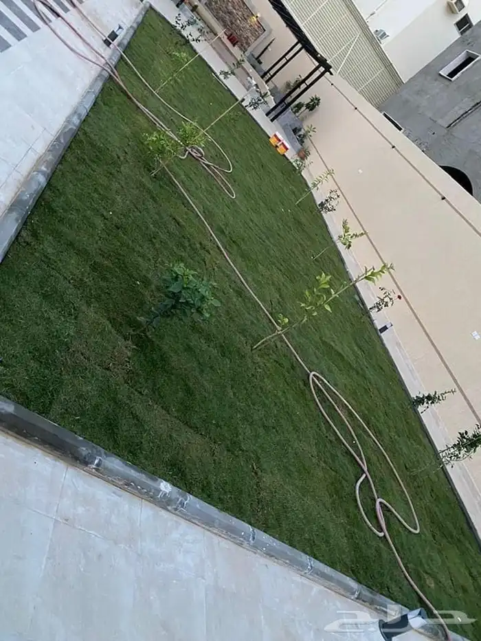 توريدنخيل وأشجار زيتون وتركيب الشبوك 6