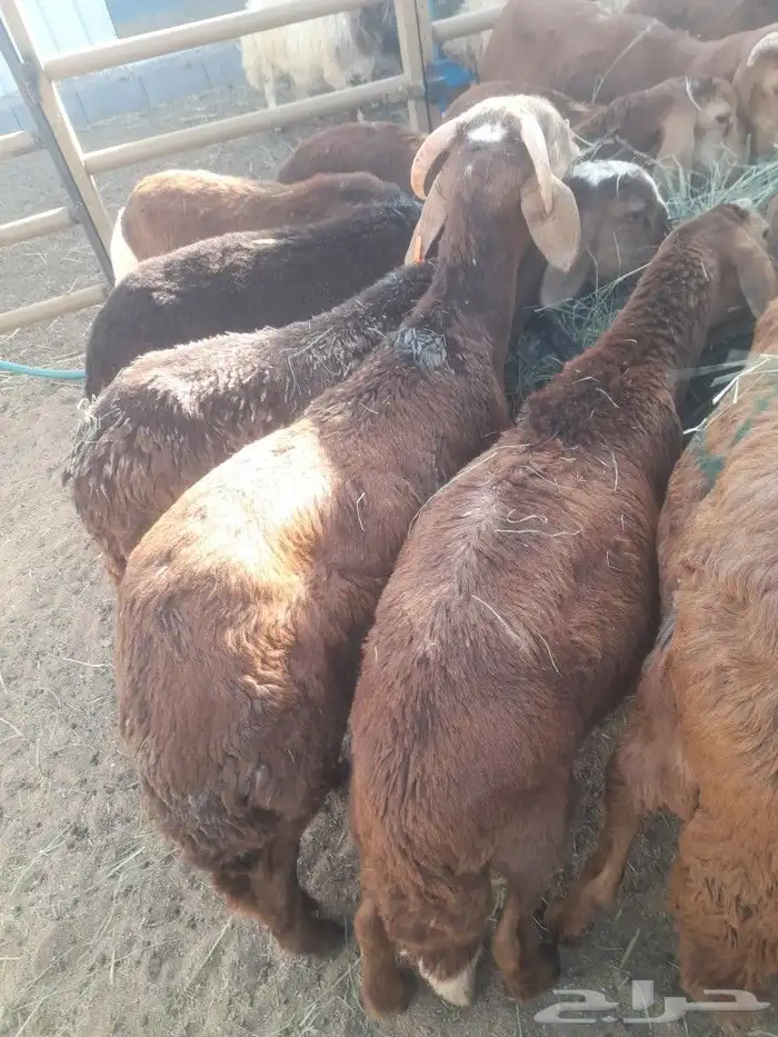 نعيمى وسواكنى وبربرى وتيوس 3
