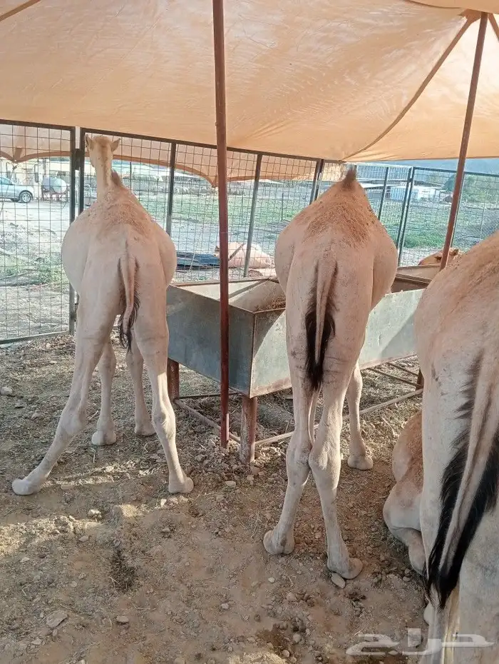 موقعنا مكة الرياض الباحة تبوك الخرج 19
