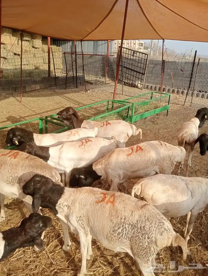 موقعنا مكة الرياض الباحة تبوك الخرج 4
