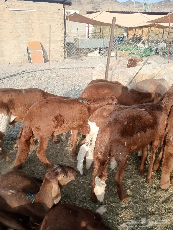 موقعنا مكة الرياض الباحة تبوك الخرج 35