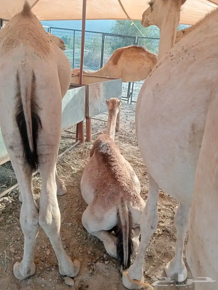 موقعنا مكة الرياض الباحة تبوك الخرج 18