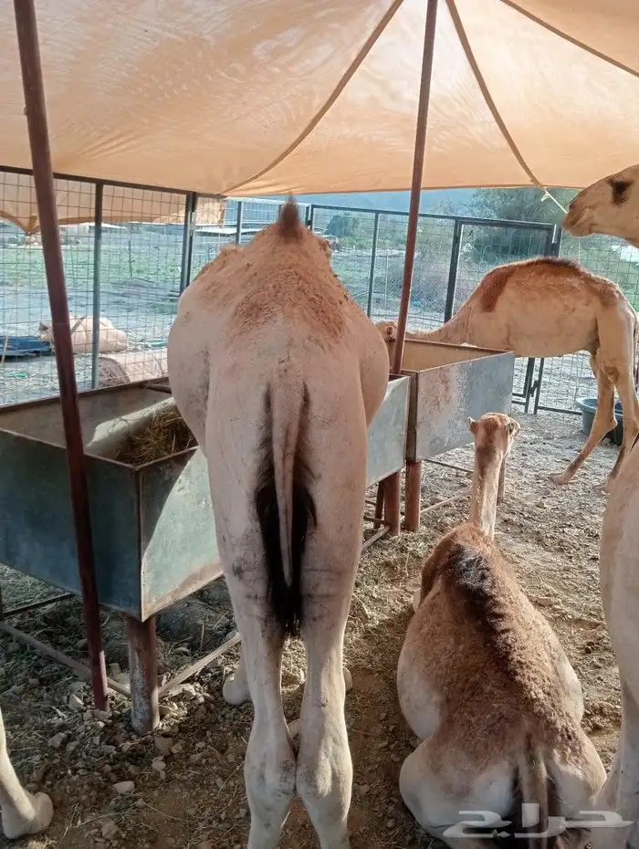 موقعنا مكة الرياض الباحة تبوك الخرج 17