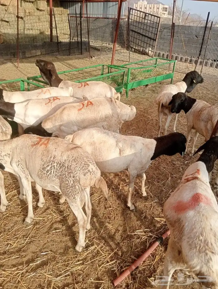 موقعنا مكة الرياض الباحة تبوك الخرج 3