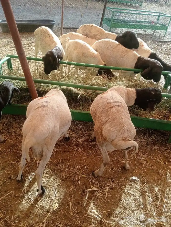 موقعنا مكة الرياض الباحة تبوك الخرج 8