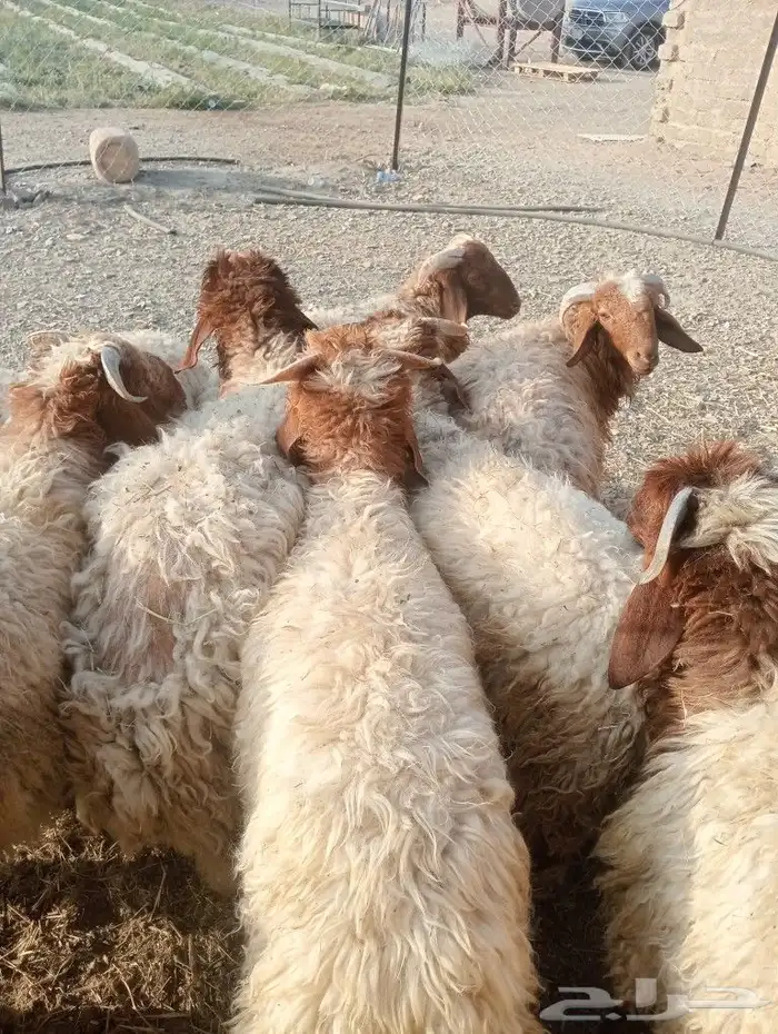 موقعنا مكة الرياض الباحة تبوك الخرج 25