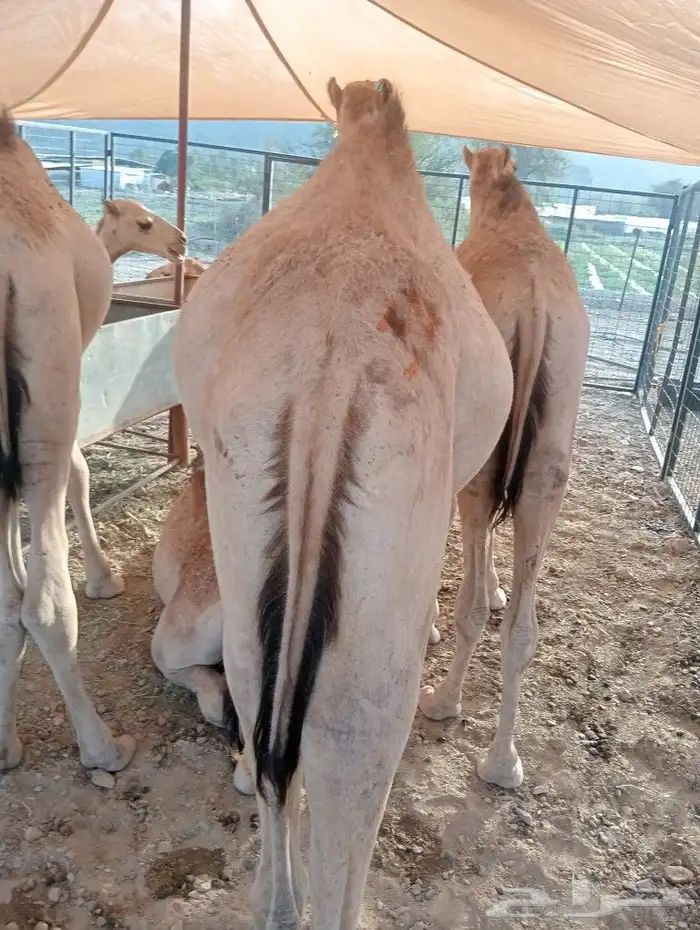 موقعنا مكة الرياض الباحة تبوك الخرج 14