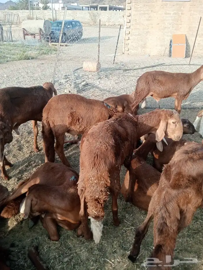 موقعنا مكة الرياض الباحة تبوك الخرج 34