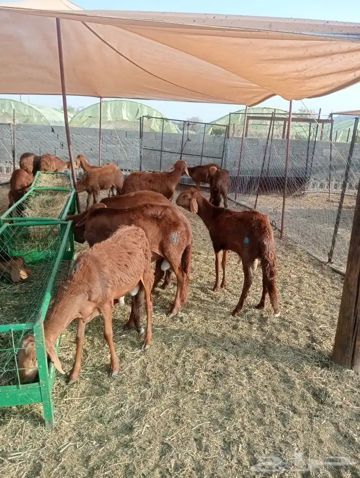 موقعنا مكة الرياض الباحة تبوك الخرج 36
