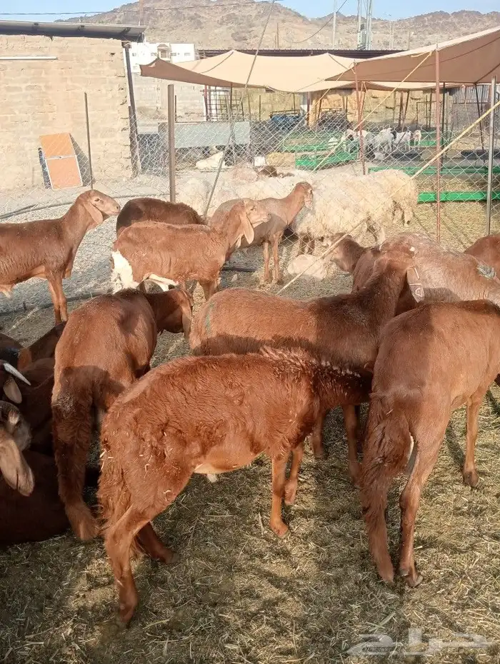 موقعنا مكة الرياض الباحة تبوك الخرج 33