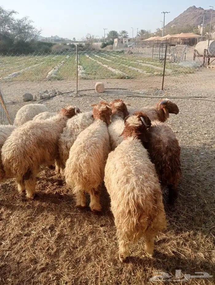 موقعنا مكة الرياض الباحة تبوك الخرج 27