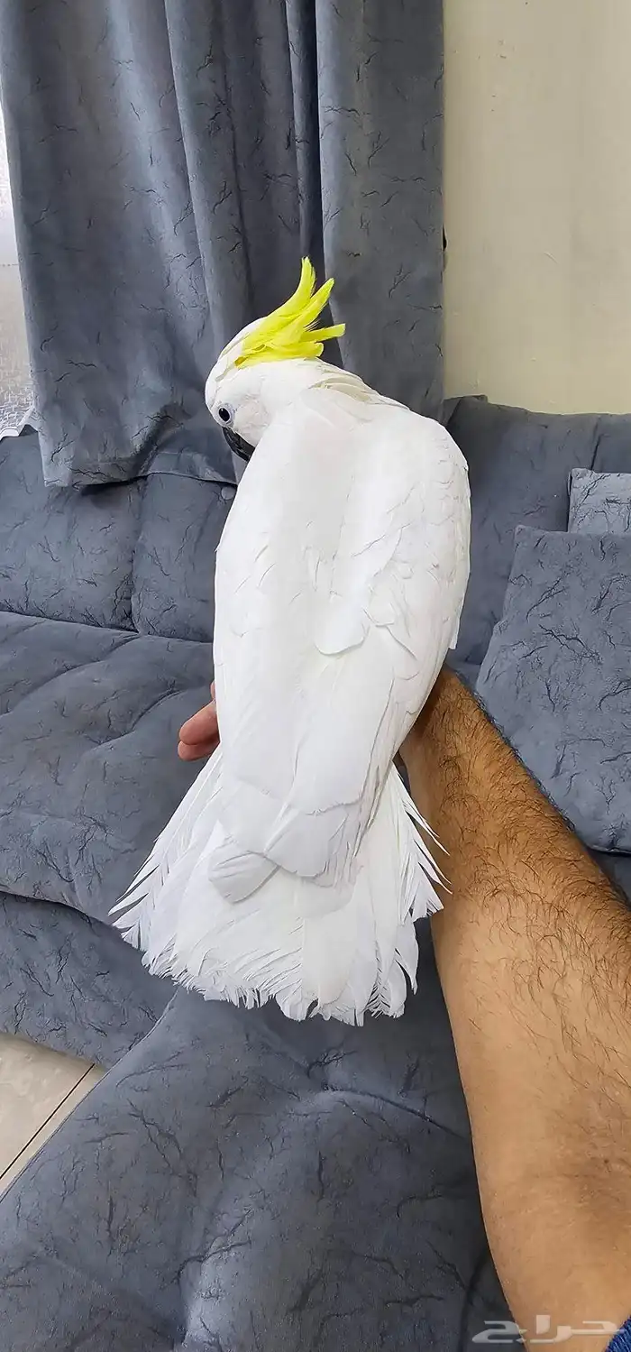 كوكاتو سلفر كرستد تم البيع 5