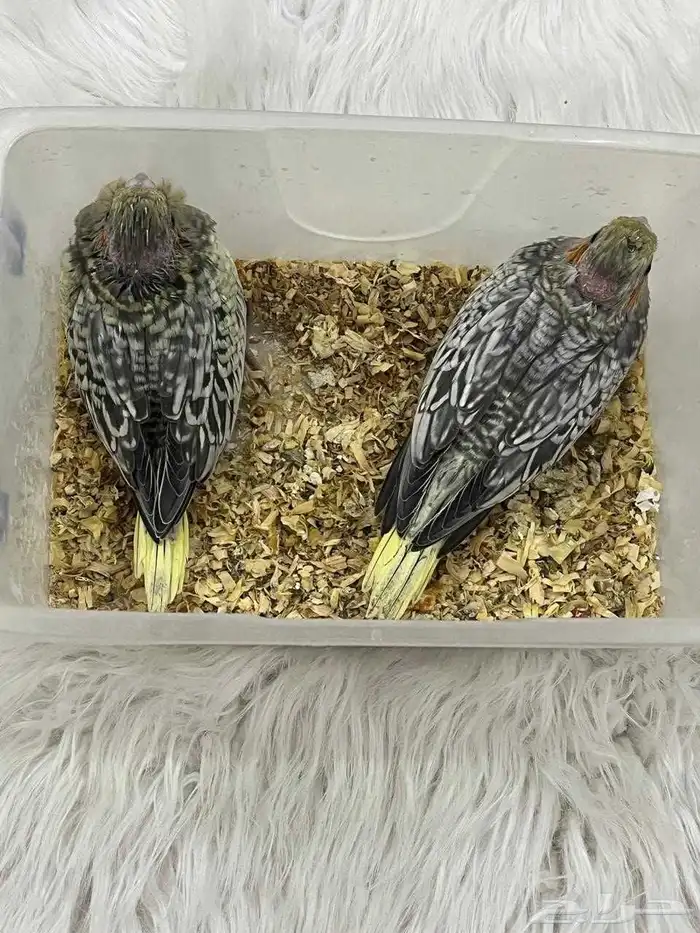 فروخ كروان 0