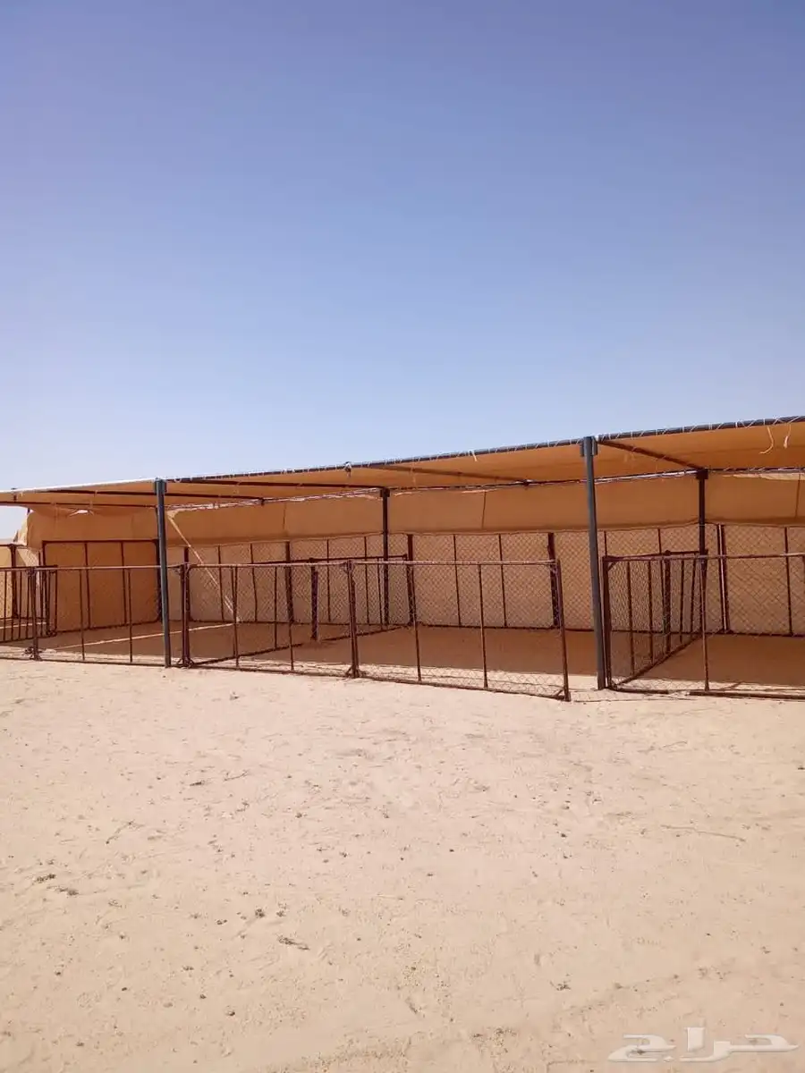 مضلات حلال اجله ابل 5