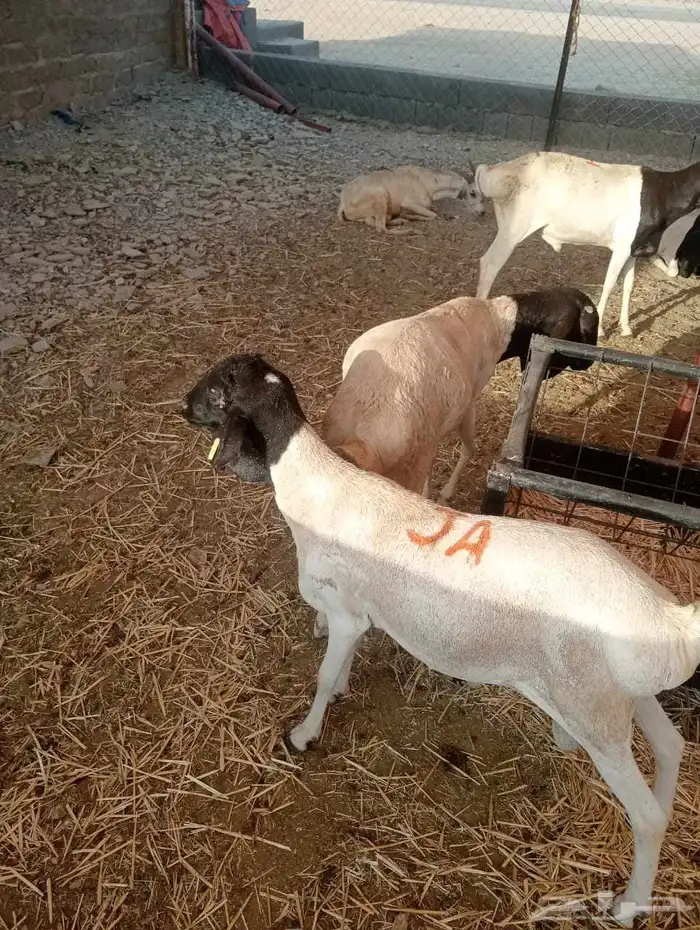 برابر صومالية تربية في معشوقه 1