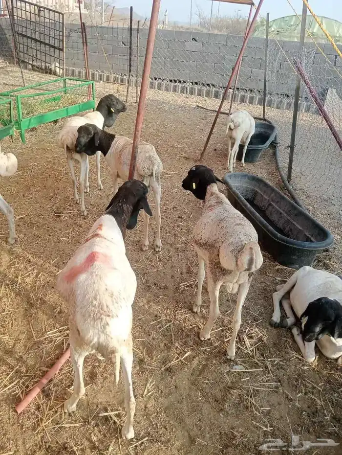 برابر صومالية تربية في معشوقه 2