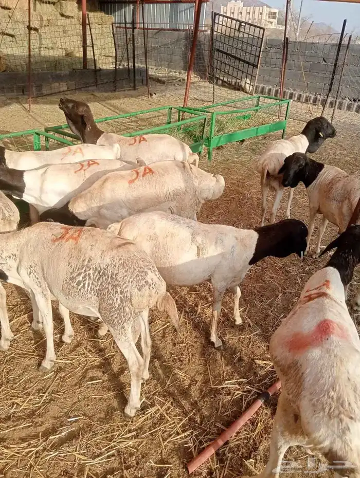 برابر صومالية تربية في معشوقه 0