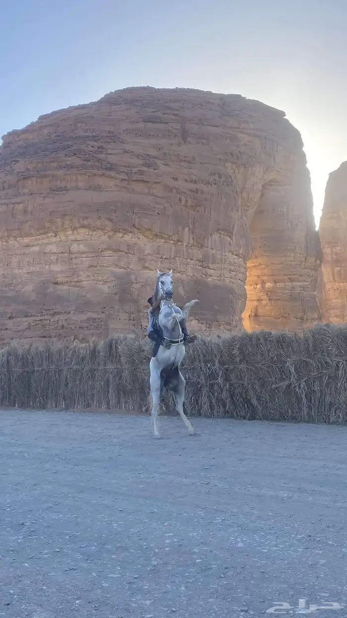 مدرب مبدداين وتشغيل خيل وقد ابر وجراحه 3