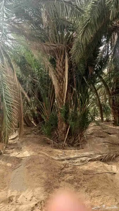 لدينا جميع انواع النخل يوجد لدينا بعد شبوك ابو عصام 05070963 2