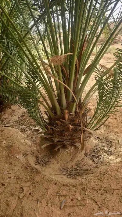 لدينا جميع انواع النخل يوجد لدينا بعد شبوك ابو عصام 05070963 1