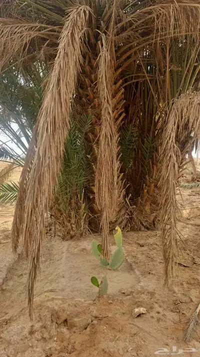 لدينا جميع انواع النخل يوجد لدينا بعد شبوك ابو عصام 05070963 0
