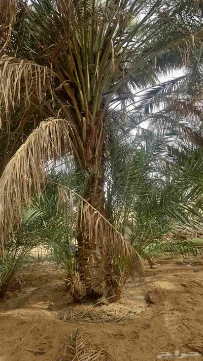 لدينا جميع انواع النخل يوجد لدينا بعد شبوك ابو عصام 05070963 3