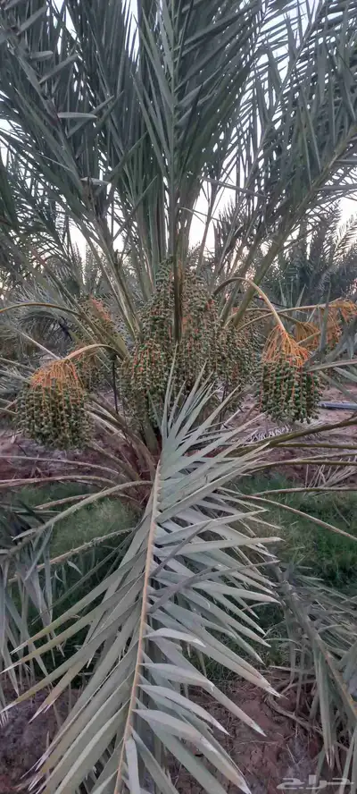 صيف المزرعة للبيع 0