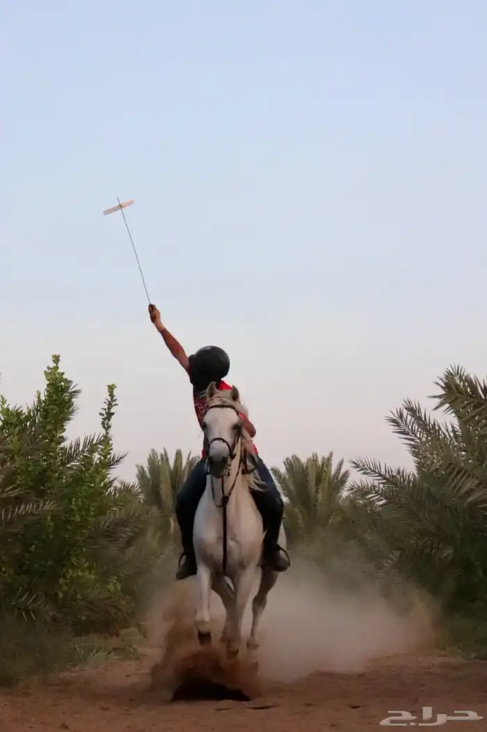 مدرب مبدداين وتشغيل خيل وقد ابر وجراحه 6