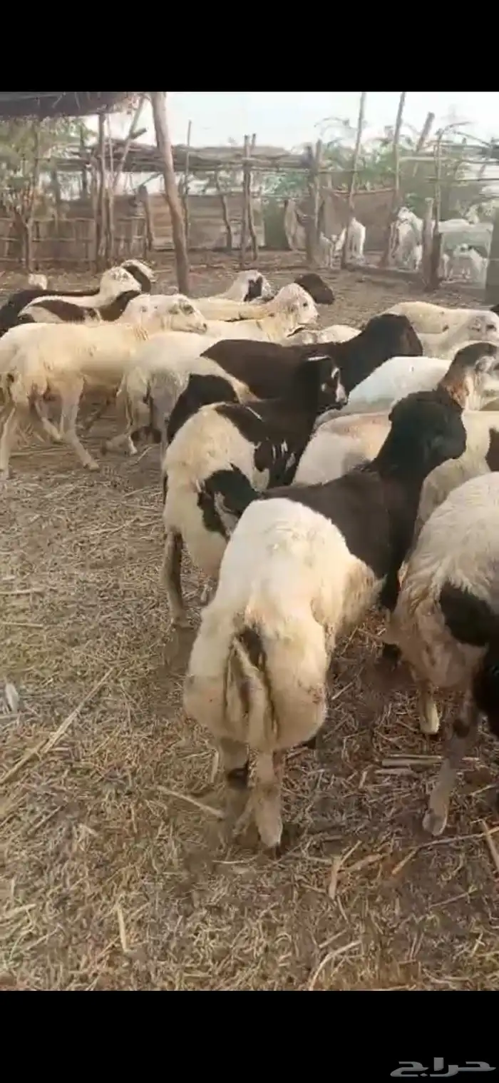 خرفان بلدي مخاصي اضاحي 0