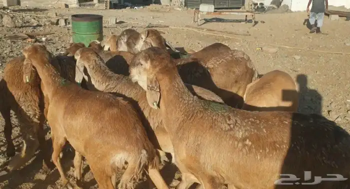 ذبايح حري سواكني عقيقه صدقه ثلاجه مناسبه ذبح وتقطيع وتوصيل 0