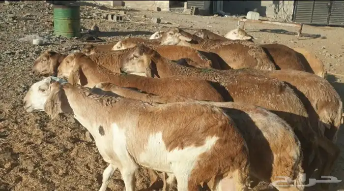 ذبايح حري سواكني تيوس مسلخ بالموقع يوجد خدمة ذبح توصيل 1