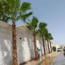 نخل واشنطن للبيع 8