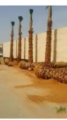 نخل واشنطن للبيع 5