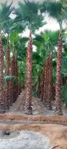 نخل واشنطن للبيع 4