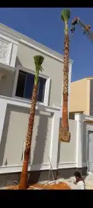 نخل واشنطن للبيع 9