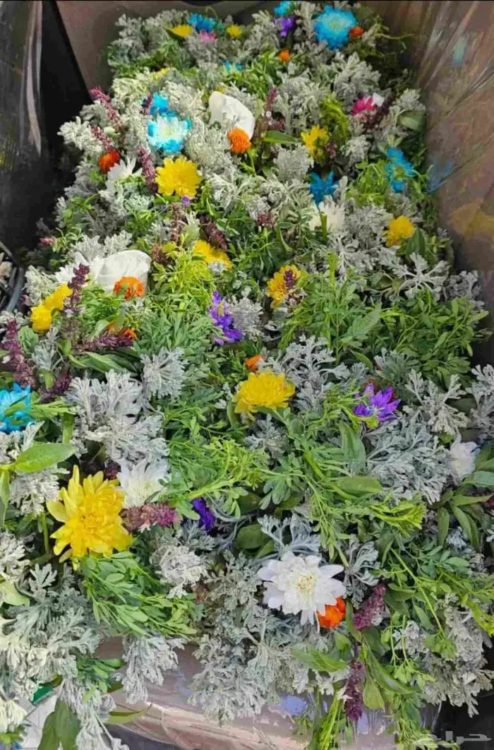 مرخ للحنيذ   فل طبيعي متوفر الان بالرياض 3