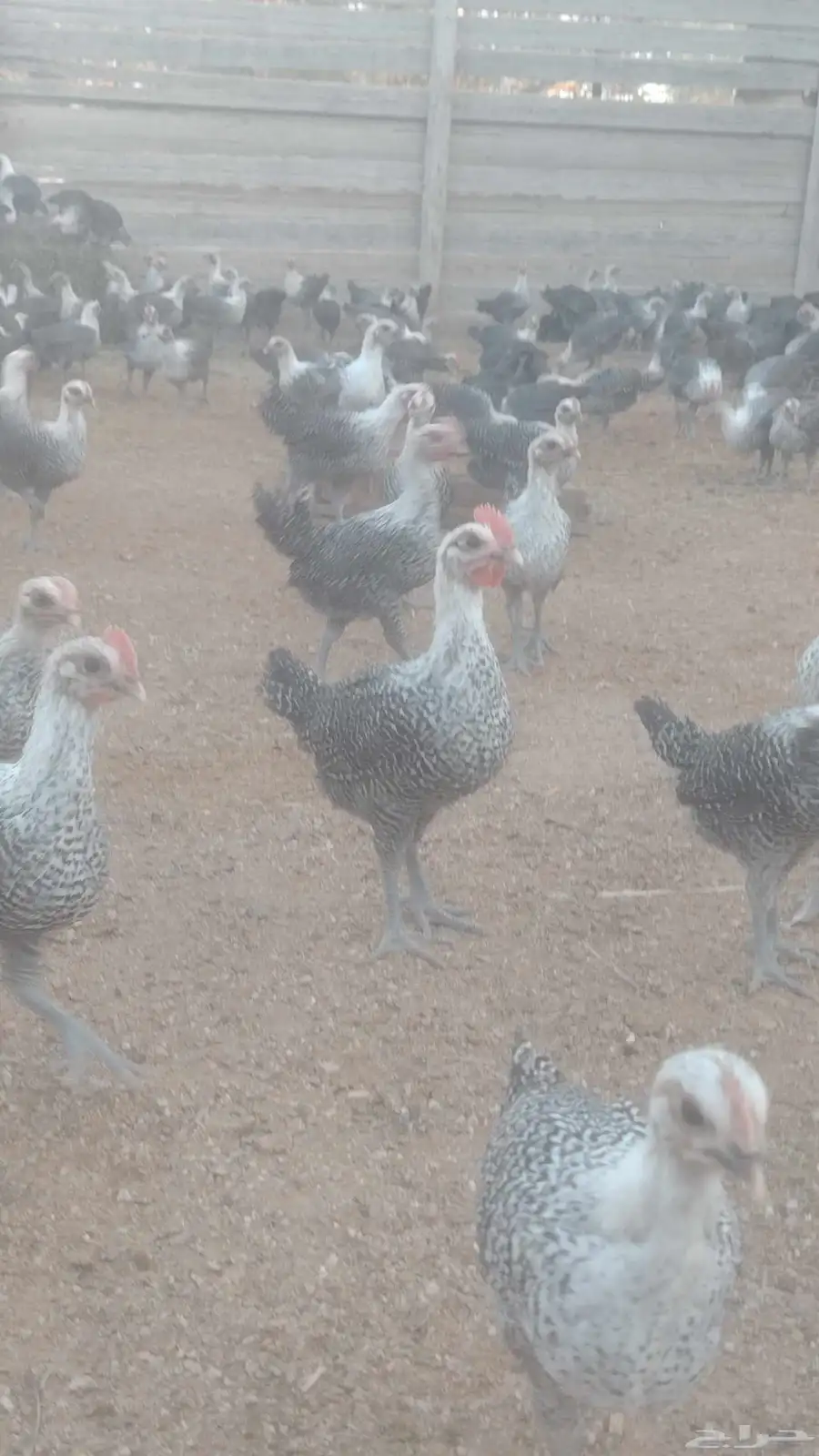 صوص فيومي سوبر جاميوا للبيع 2