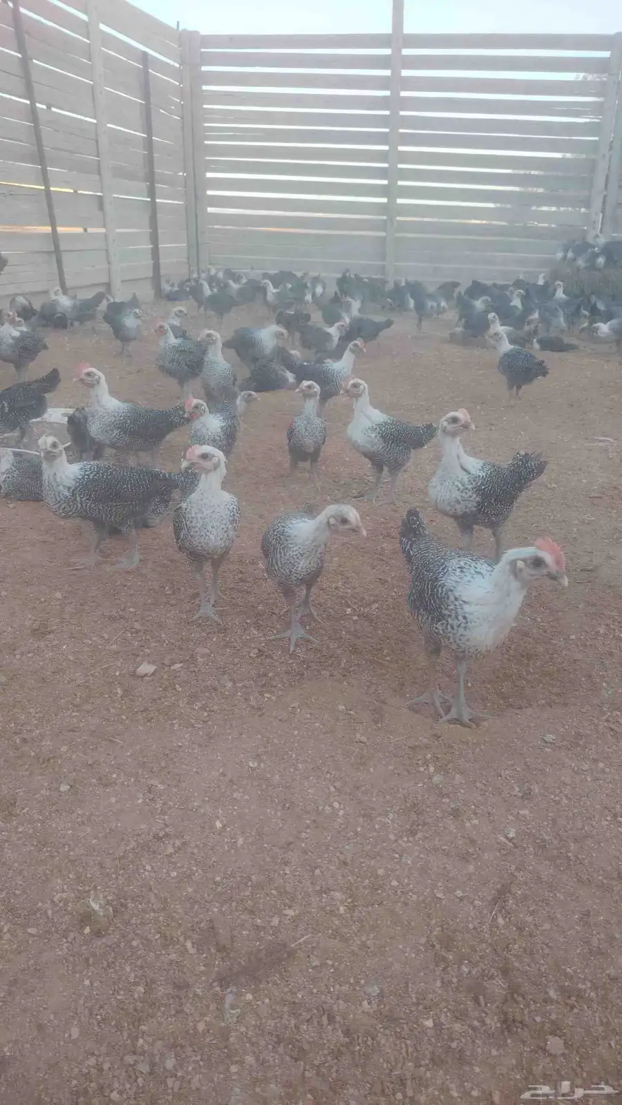 صوص فيومي سوبر جاميوا للبيع 3