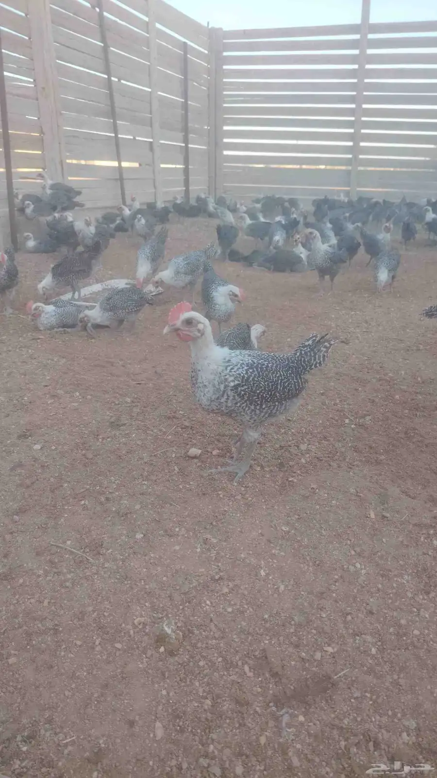 صوص فيومي سوبر جاميوا للبيع 1