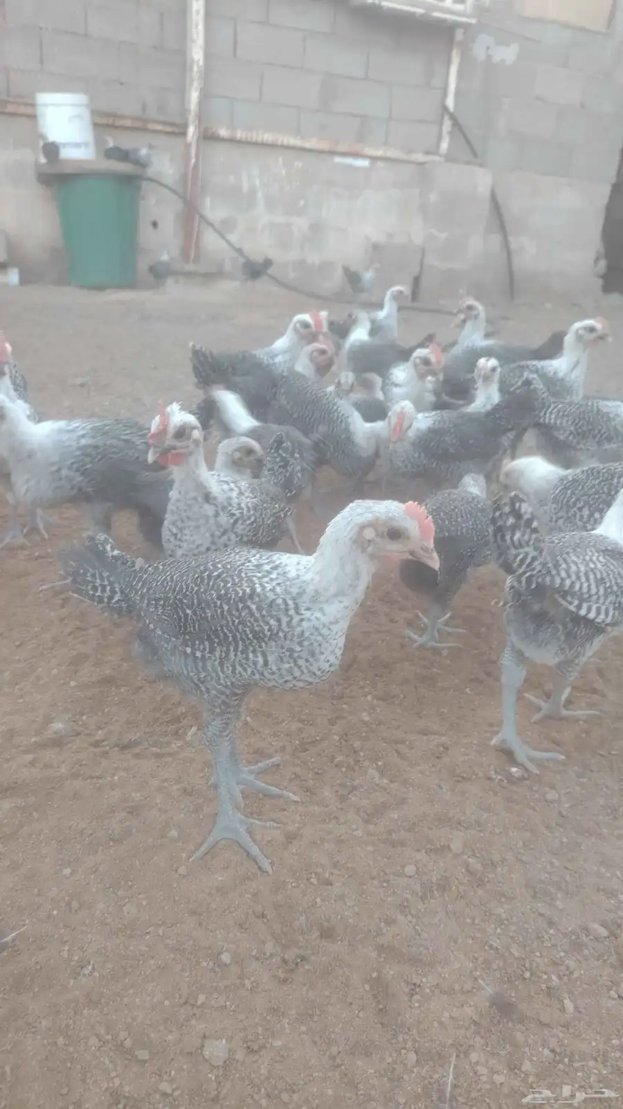 صوص فيومي سوبر جاميوا للبيع 0