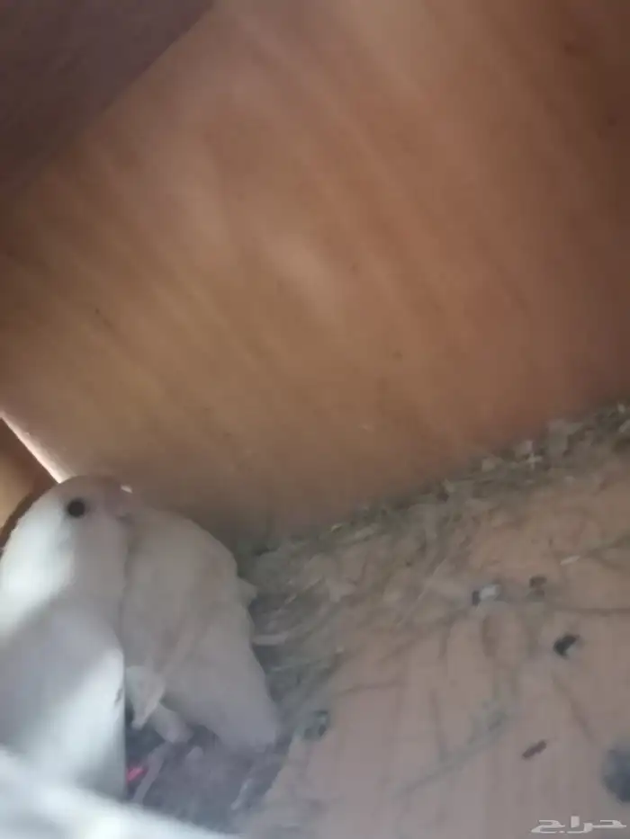 ازواج روز البينيو منتجه عيون حمراء الصحه والنظافه والححم 5