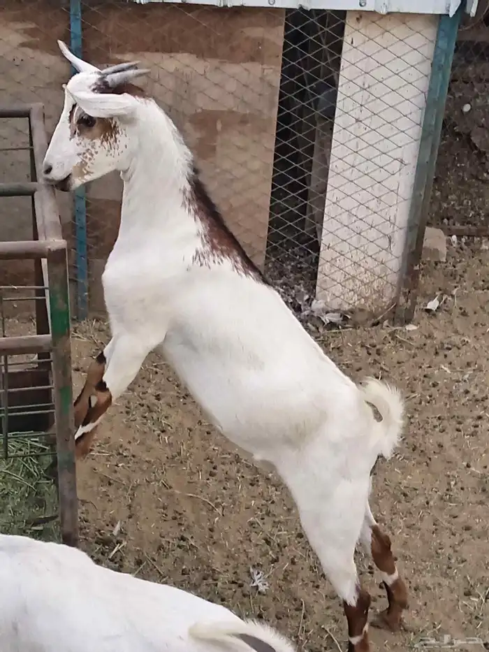 جفره جنوبيه محايلي 0