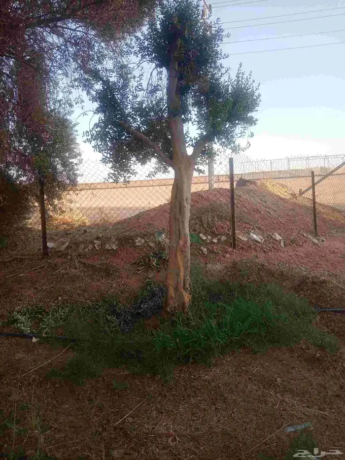 اشجار زيتون 8