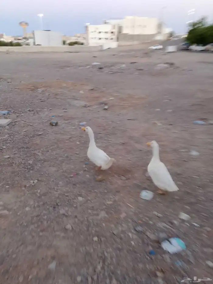 تم البيع ولله الحمد 3