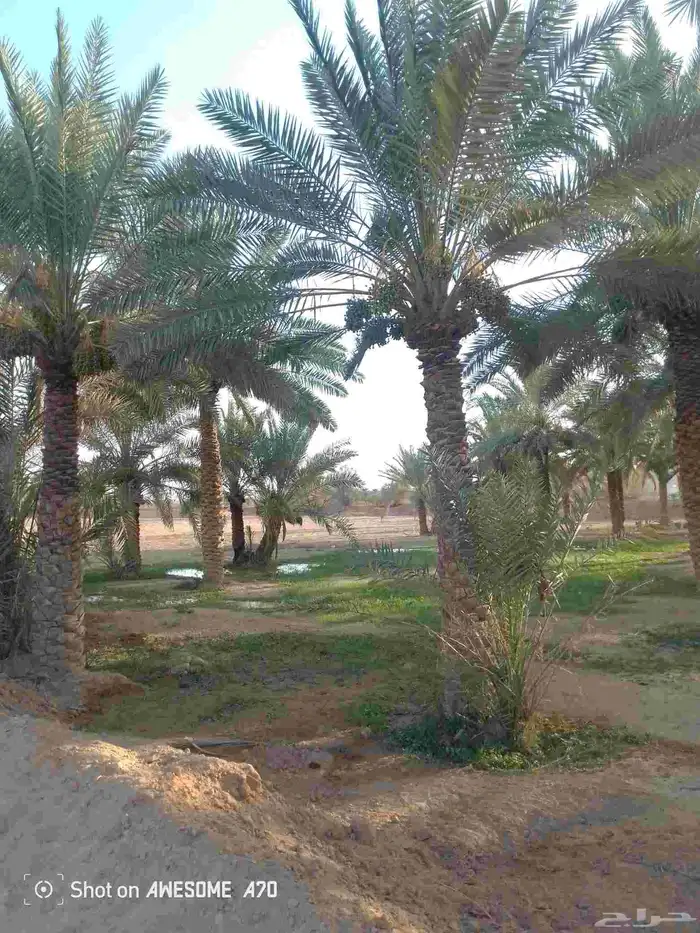 نعمل جميع اشغال النخيل تعديل النخل تخيش النخل تلقيح وتشويه 7