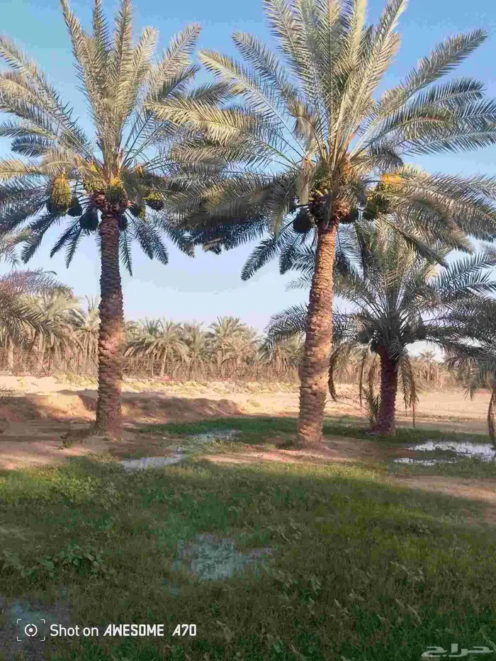 نعمل جميع اشغال النخيل تعديل النخل تخيش النخل تلقيح وتشويه 3