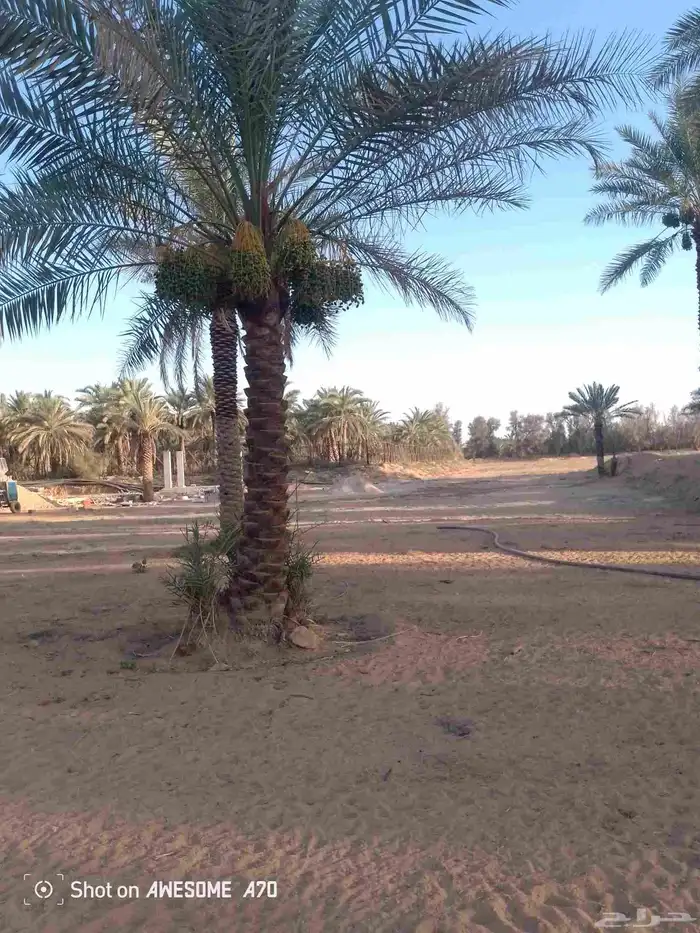 نعمل جميع اشغال النخيل تعديل النخل تخيش النخل تلقيح وتشويه 0