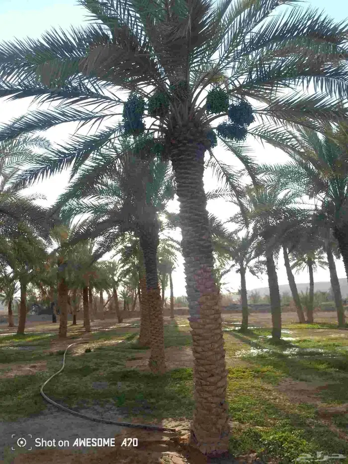 نعمل جميع اشغال النخيل تعديل النخل تخيش النخل تلقيح وتشويه 6
