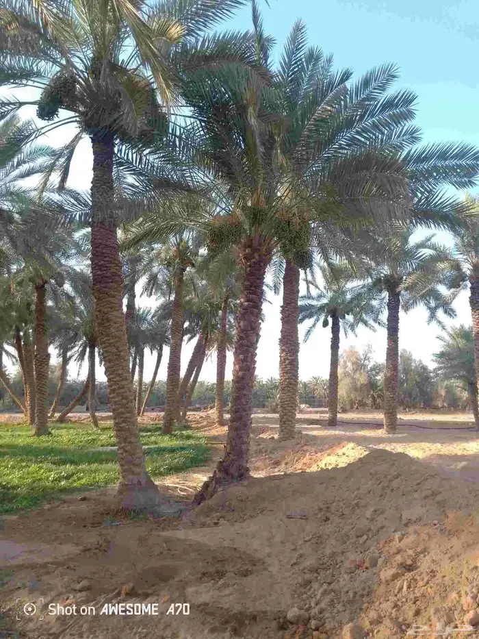 نعمل جميع اشغال النخيل تعديل النخل تخيش النخل تلقيح وتشويه 2